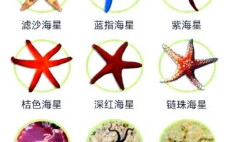 口袋妖怪复刻海星技能，口袋妖怪复刻宝石海星性格宝石海星怎么配招？