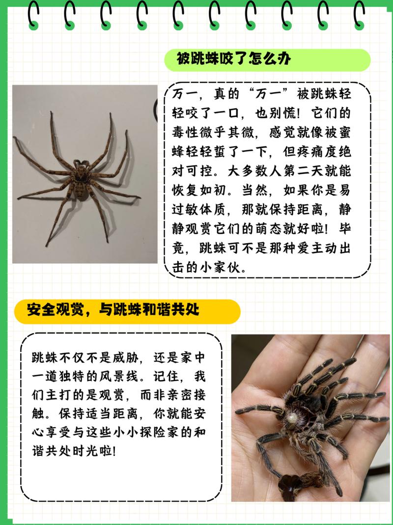 蜘蛛的技能是什么?蜘蛛 能力?-第3张图片-流派游戏资讯网 蜘蛛的技能是什么?蜘蛛 能力?-第3张图片-流派游戏资讯网