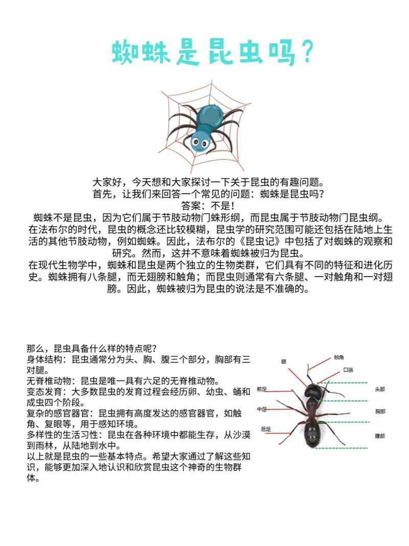 蜘蛛的技能是什么?蜘蛛 能力?-第4张图片-流派游戏资讯网 蜘蛛的技能是什么?蜘蛛 能力?-第4张图片-流派游戏资讯网