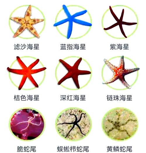 口袋妖怪复刻海星技能,口袋妖怪复刻宝石海星性格宝石海星怎么配招?-第1张图片-流派游戏资讯网 口袋妖怪复刻海星技能,口袋妖怪复刻宝石海星性格宝石海星怎么配招?-第1张图片-流派游戏资讯网