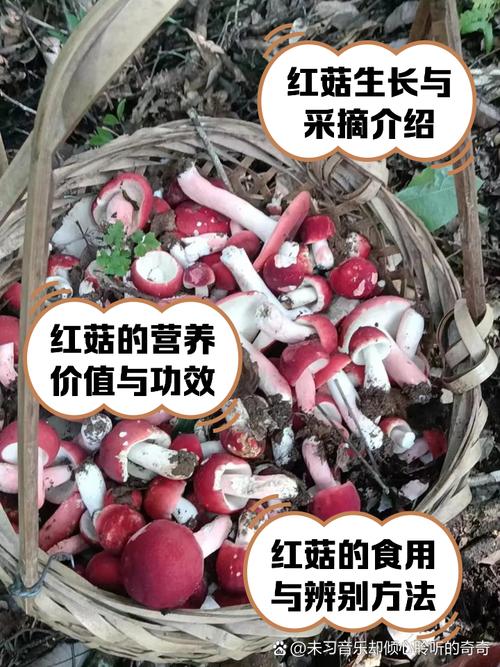 红圣菇技能_白金 红圣菇-第2张图片-流派游戏资讯网 红圣菇技能_白金 红圣菇-第2张图片-流派游戏资讯网
